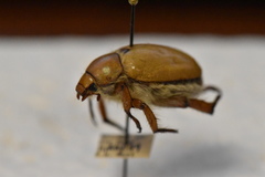 Pseudocotalpa giulianii