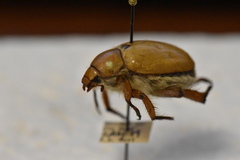 Pseudocotalpa giulianii