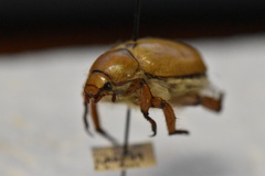 Pseudocotalpa giulianii
