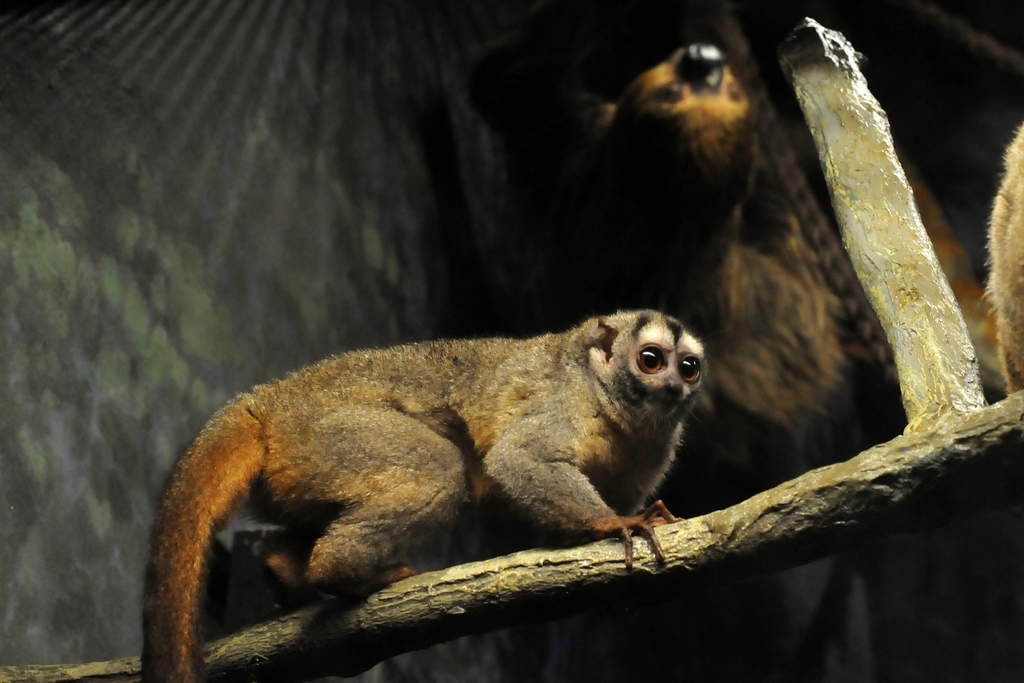 Mico De Noche Andino (Primates del Ecuador) · BioDiversity4All