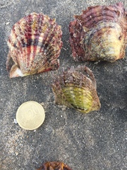 Pinctada