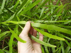 Muehlenbeckia platyclada