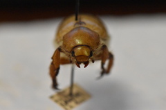 Pseudocotalpa giulianii