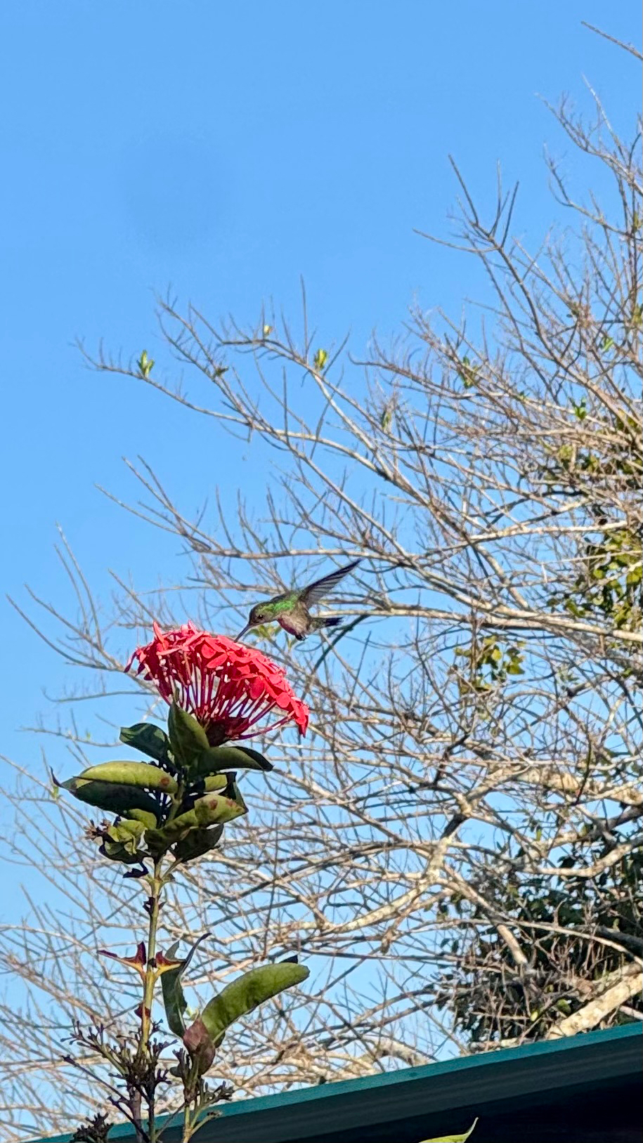 Golden-tailed Sapphire (Chrysuronia oenone), photo 1