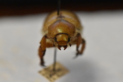 Pseudocotalpa giulianii