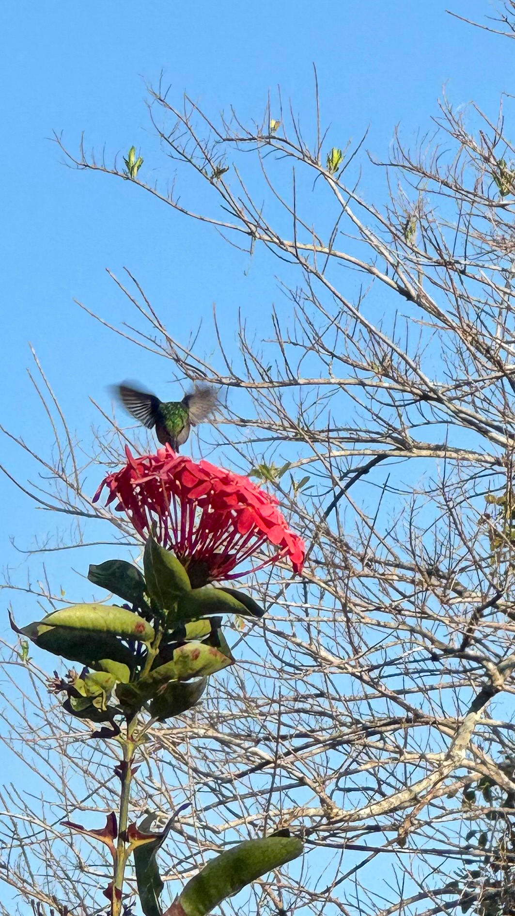 Golden-tailed Sapphire (Chrysuronia oenone), photo 2