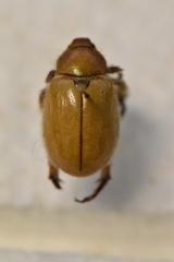 Pseudocotalpa giulianii