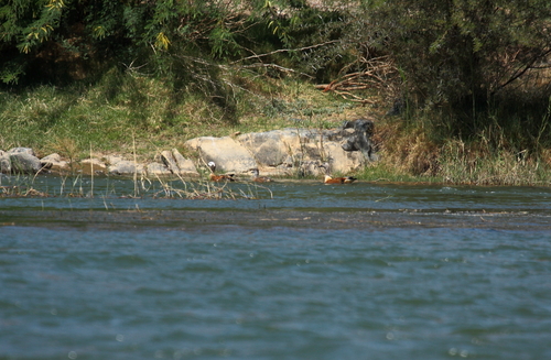 iNaturalist: (c) Peter Kappes, some rights reserved (CC BY-NC), uploaded by Peter Kappes iNaturalist image