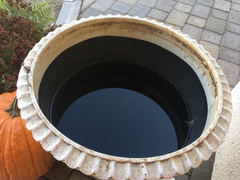 Culex quinquefasciatus