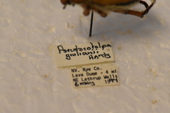 Pseudocotalpa giulianii