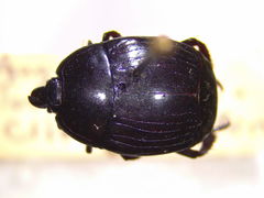 Margarinotus brunneus