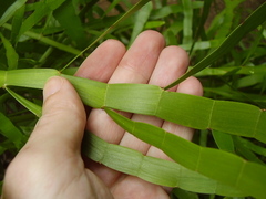 Muehlenbeckia platyclada