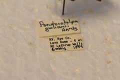 Pseudocotalpa giulianii