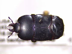 Hololepta aequalis