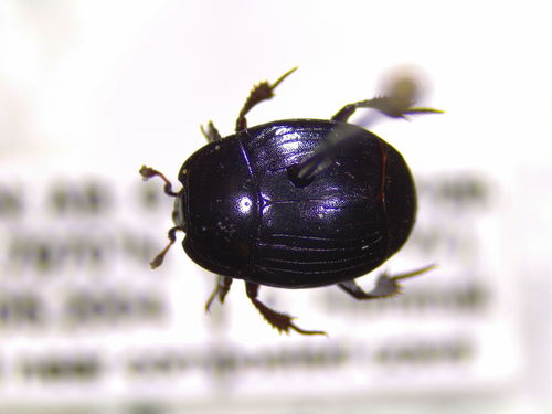 Harris's Clown Beetle