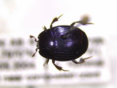 Margarinotus harrisii