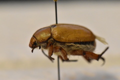 Pseudocotalpa giulianii