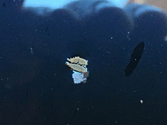 Culex quinquefasciatus