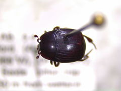 Margarinotus harrisii