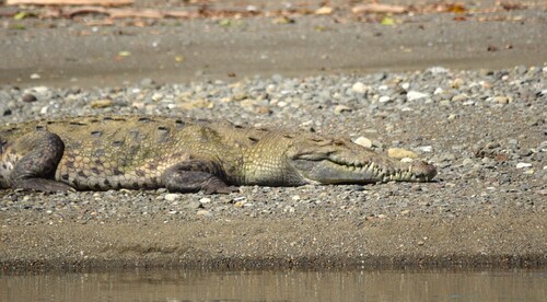 American Crocodile observed by roboticsasquatch