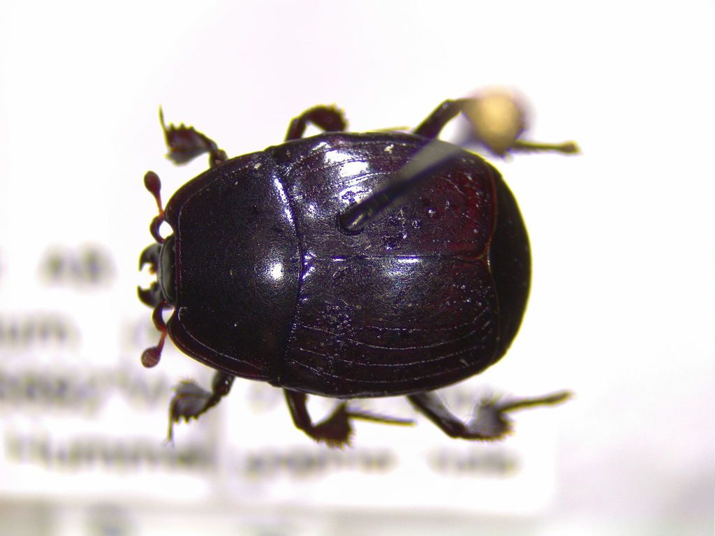 Margarinotus pluto