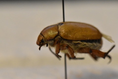 Pseudocotalpa giulianii