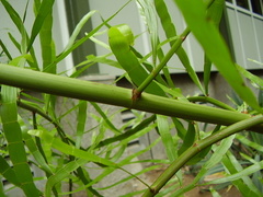 Muehlenbeckia platyclada