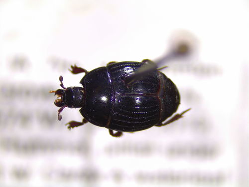 Sixteen-striped Clown Beetle