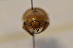 Pseudocotalpa giulianii