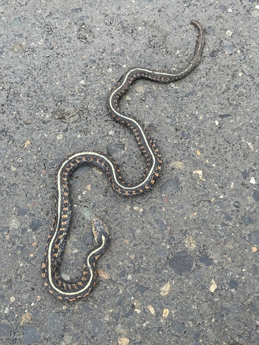 Red-spotted Garter Snake observed by naturegal_503