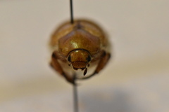 Pseudocotalpa giulianii