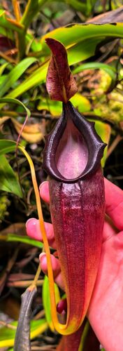 Nepenthes naga
