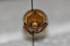 Pseudocotalpa giulianii