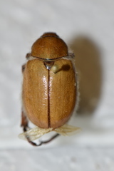 Pseudocotalpa giulianii
