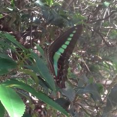 Graphium sarpedon nipponum
