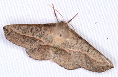 Antictenia punctunculus