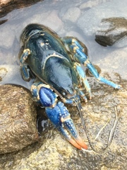 Cambarus monongalensis