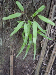 Lygodium articulatum