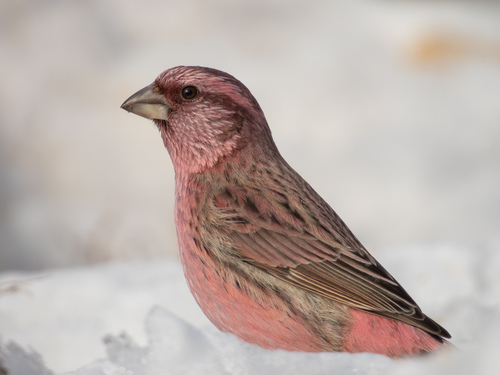 Carpodacus rhodochlamys (von J.F.Brandt, 1843)