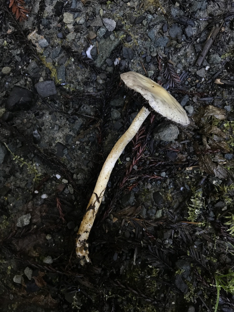 Stropharia ambigua · January 2026 · photo: © paganka (iNaturalist, cc-by-nc)