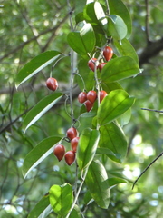 Adenia macrophylla