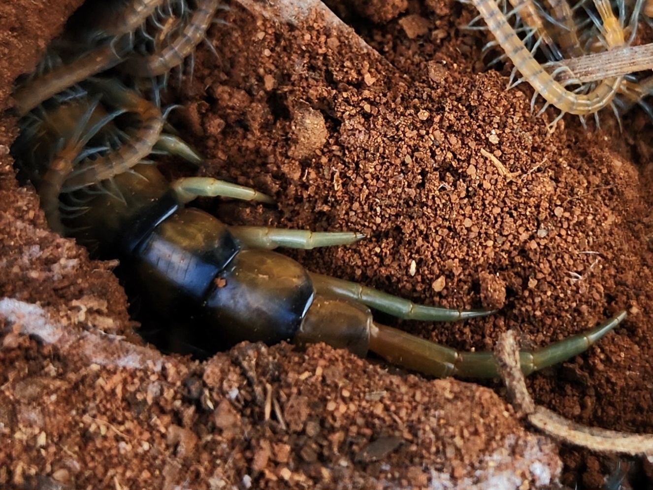 Scolopendra morsitans Linnaeus, 1758