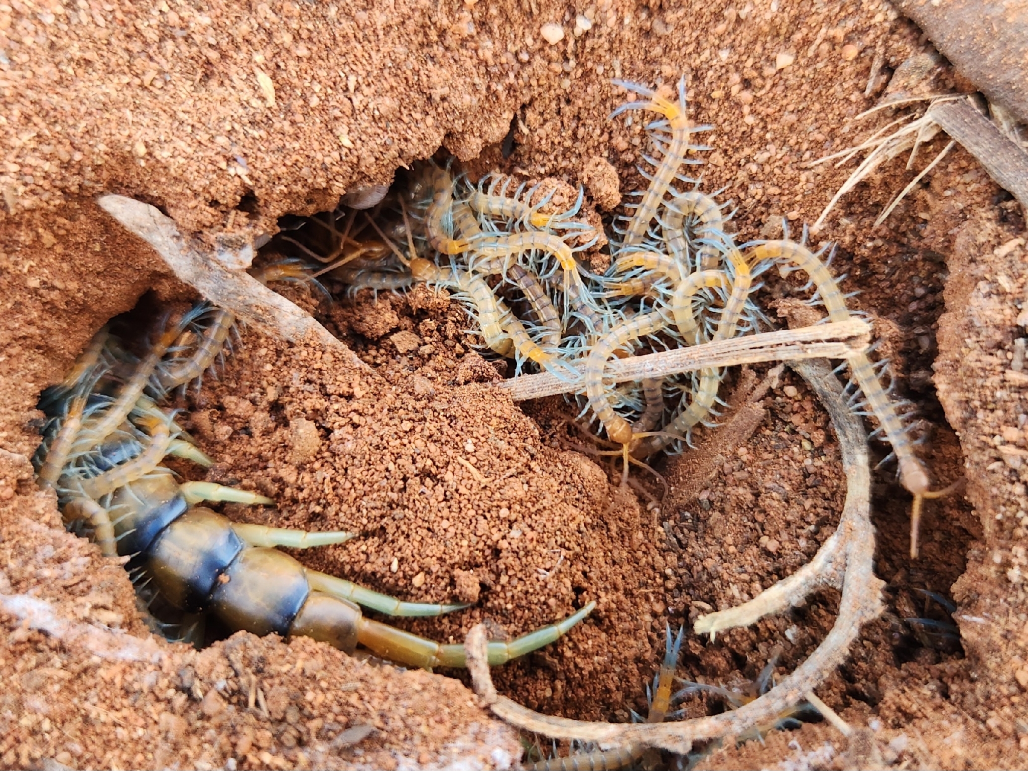 Scolopendra morsitans Linnaeus, 1758
