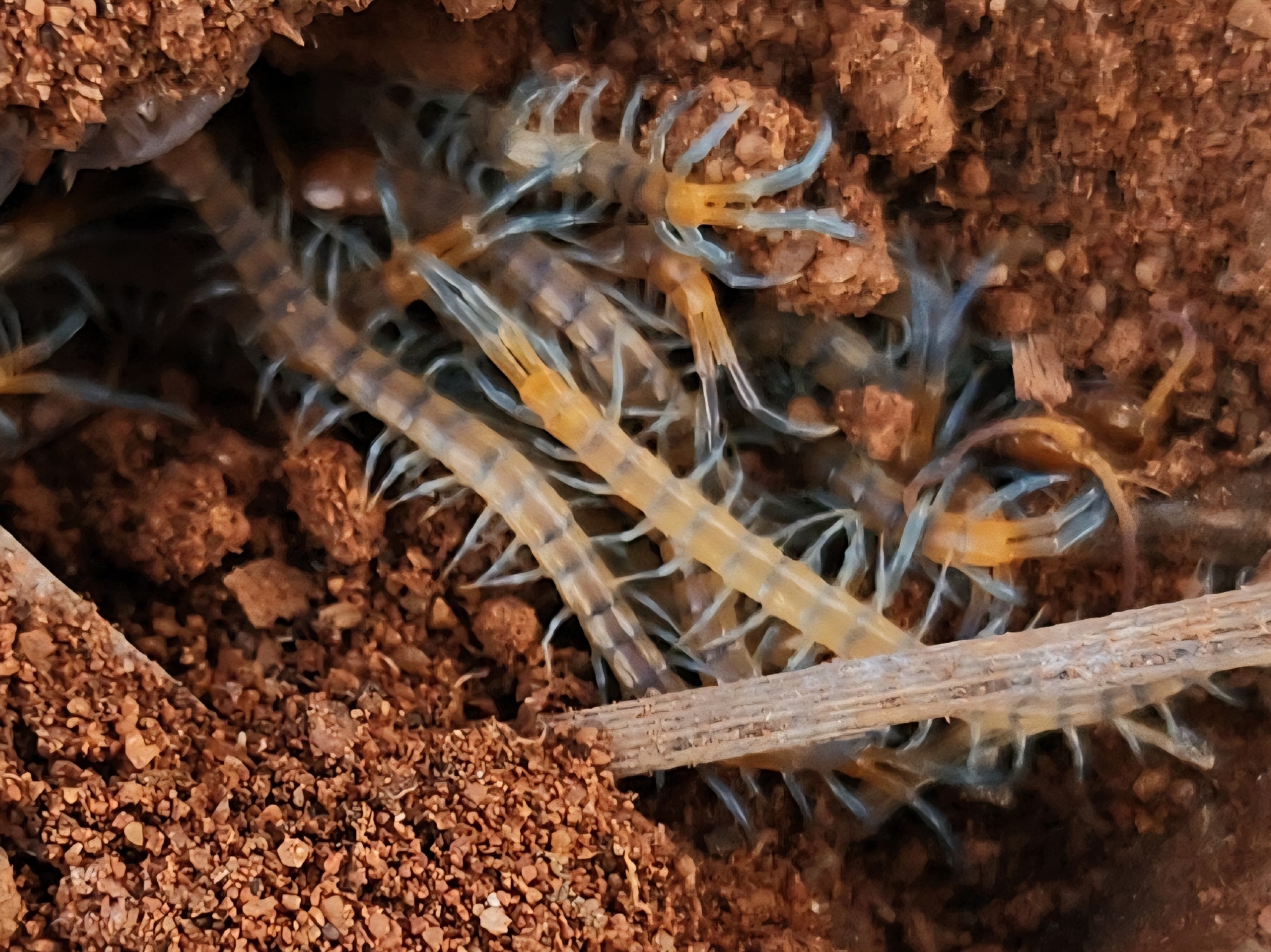 Scolopendra morsitans Linnaeus, 1758