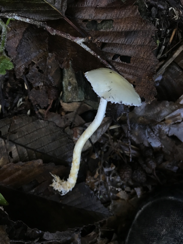 Stropharia ambigua · January 2026 · photo: © paganka (iNaturalist, cc-by-nc)