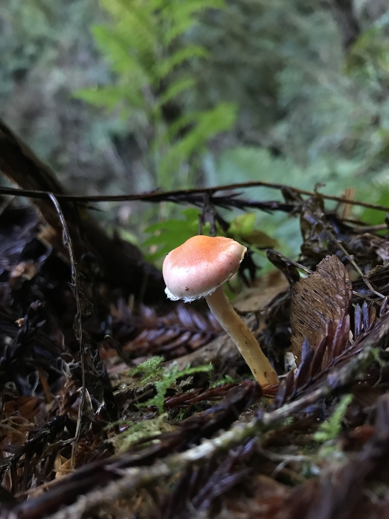 Pyrrhulomyces astragalinus