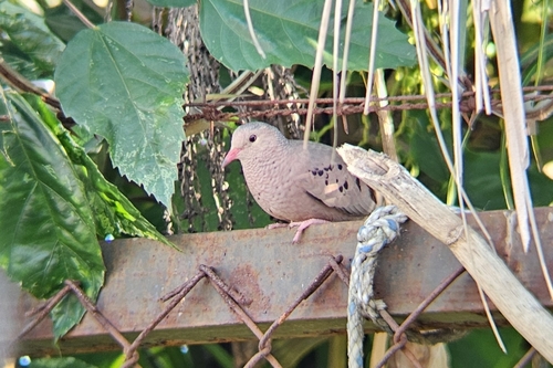 Common Ground Dove observed by bhiebert