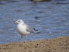 Larus delawarensis