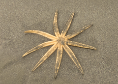 Luidia senegalensis
