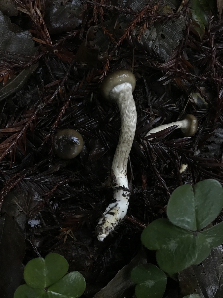 Hygrophorus whitei · January 2026 · photo: © paganka (iNaturalist, cc-by-nc)